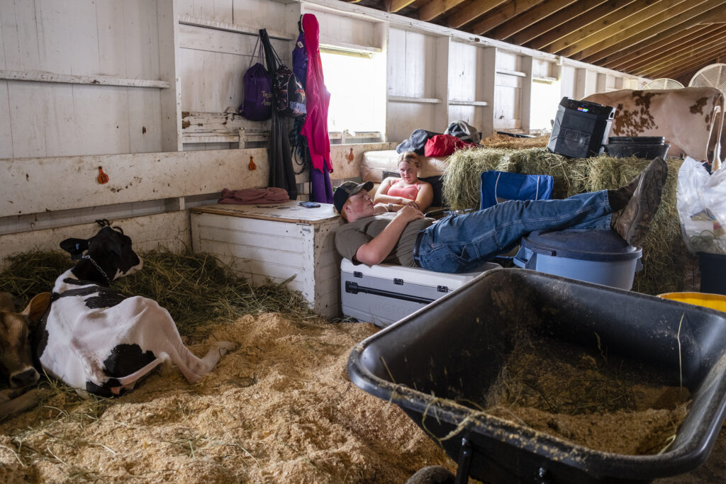People recline with cows at the Winneshiek County Fair in Decorah, Iowa on Tuesday, July 9, 2024.